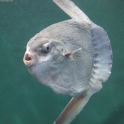 Name:  mola.jpg
Views: 1028
Size:  11.5 KB