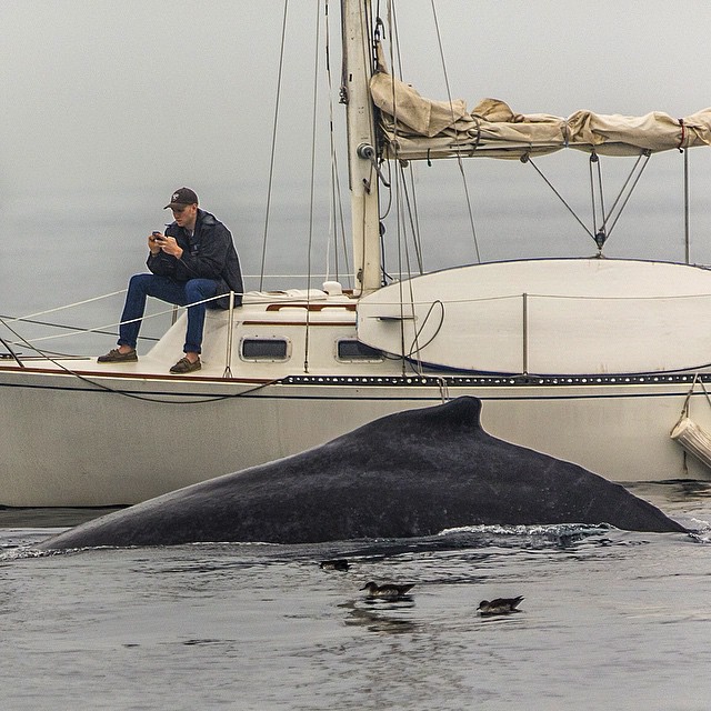 Name:  whale with phone guy.jpg
Views: 13031
Size:  126.2 KB