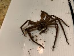 Name:  cane spider.jpg
Views: 3107
Size:  6.2 KB