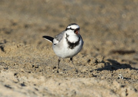 Name:  Wagtail2.jpg
Views: 1101
Size:  38.5 KB