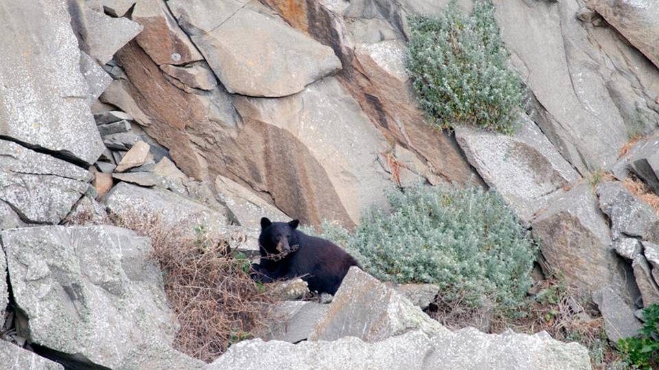 Name:  Morro Rock Bear.jpeg
Views: 694
Size:  108.2 KB