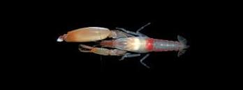 Name:  pistol shrimp.jpg
Views: 1091
Size:  2.7 KB