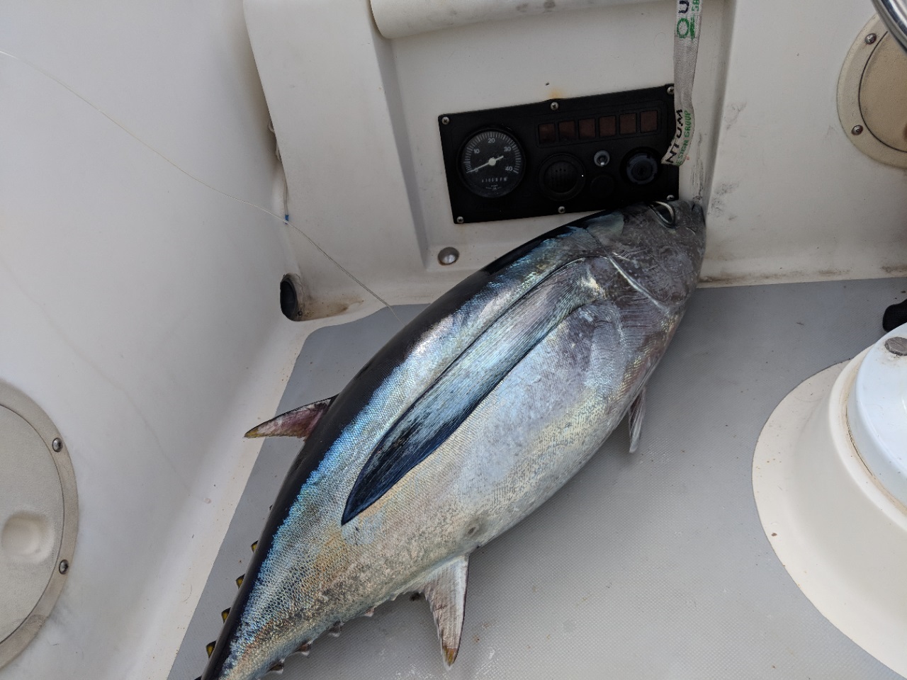 Name:  First albacore_7-24-18.jpg
Views: 1212
Size:  296.3 KB