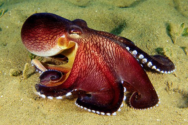 Name:  octopus2.jpg
Views: 1544
Size:  78.6 KB