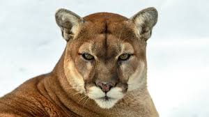 Name:  mountain lion 2.jpg
Views: 521
Size:  6.8 KB