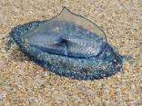 Name:  velella.jpg
Views: 1070
Size:  5.8 KB