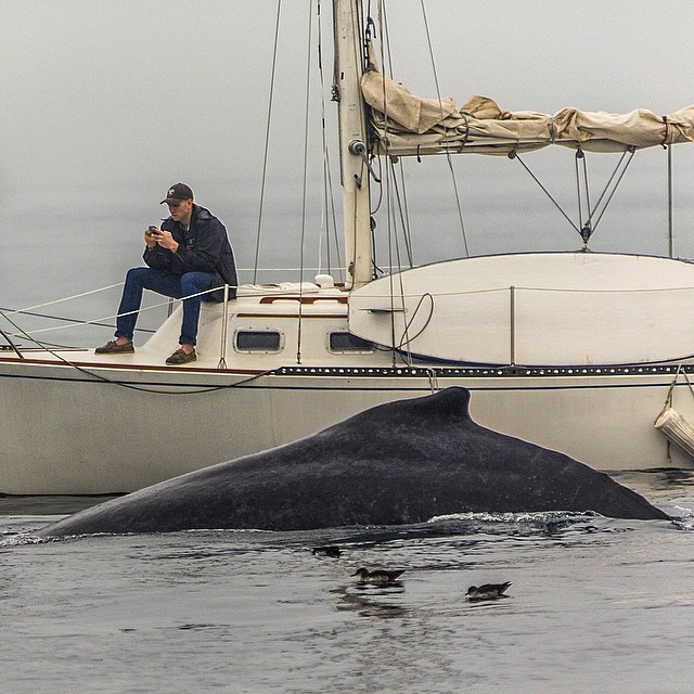 Name:  whale with phone guy.jpg
Views: 12795
Size:  126.2 KB