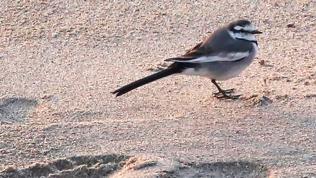 Name:  white wagtail1.jpg
Views: 1131
Size:  178.4 KB