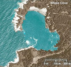 Name:  Whale Cove1.jpg
Views: 816
Size:  28.3 KB