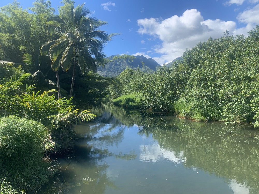 Name:  Hanalei River - Copy.jpg
Views: 930
Size:  382.2 KB