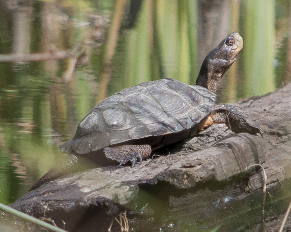 Name:  Western_Pond_Turtle_0094.jpg
Views: 746
Size:  204.7 KB