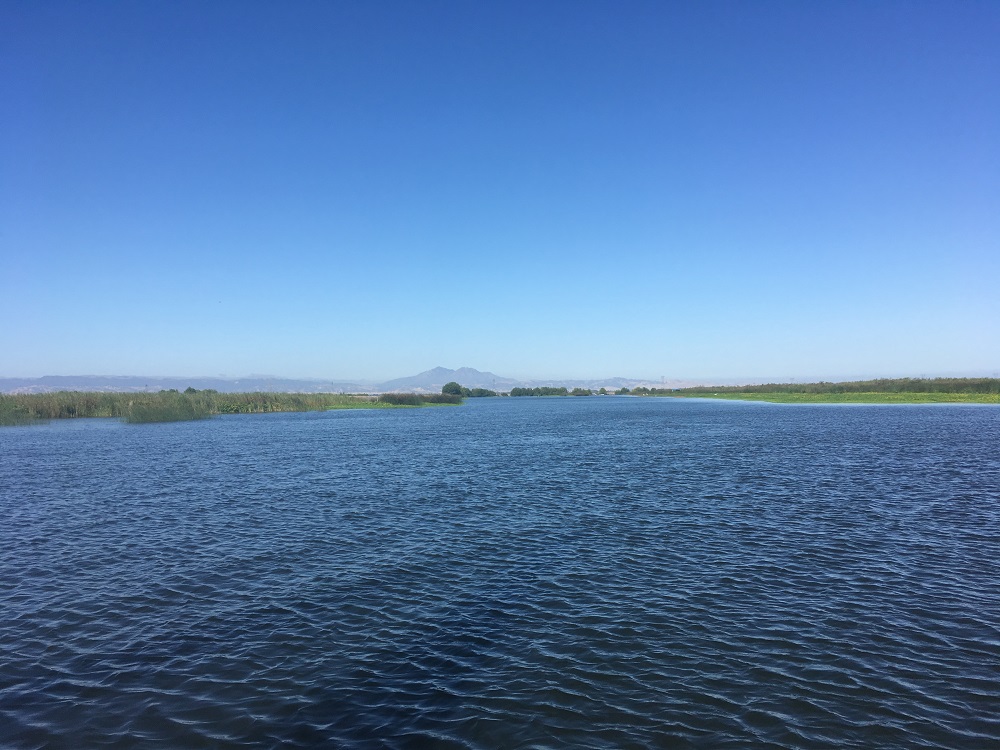 Name:  Mt Diablo through the tule grass.JPG
Views: 655
Size:  224.8 KB