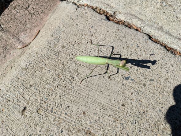 Name:  Praying Mantis.jpg
Views: 507
Size:  92.5 KB