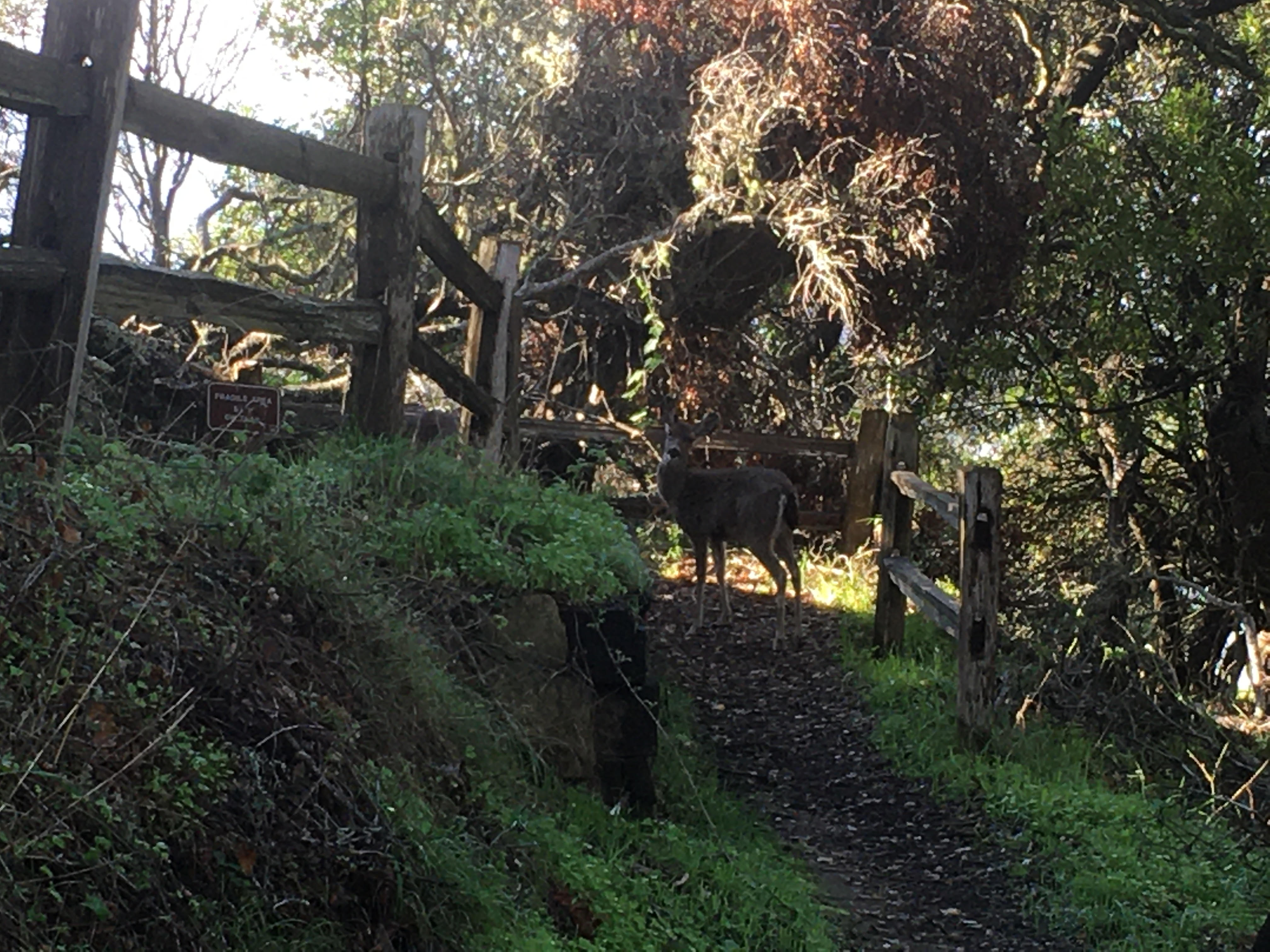 Name:  Deer on Angel Island 021921.jpg
Views: 874
Size:  1.23 MB