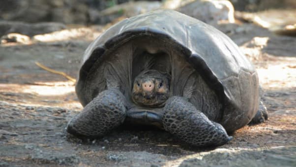 Name:  giant tortoise.jpg
Views: 779
Size:  26.2 KB