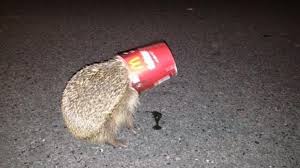 Name:  hedgehog1.jpg
Views: 648
Size:  7.0 KB